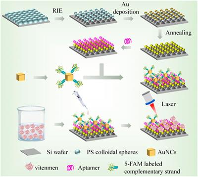 An aptamer and Au/Si CCA based SERS sensor for ultra-sensitive detection of Vimentin during EMT in gastric cancer